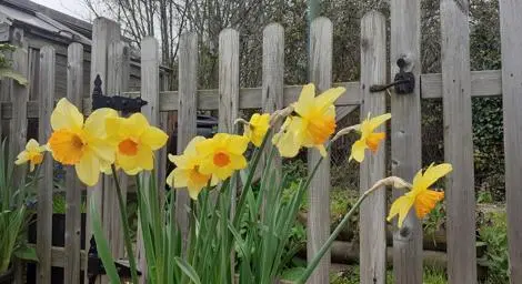 Daffodils