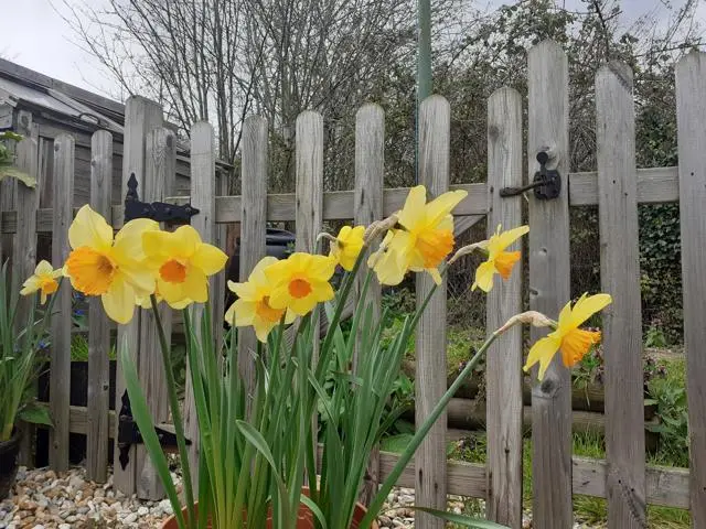 Daffodils