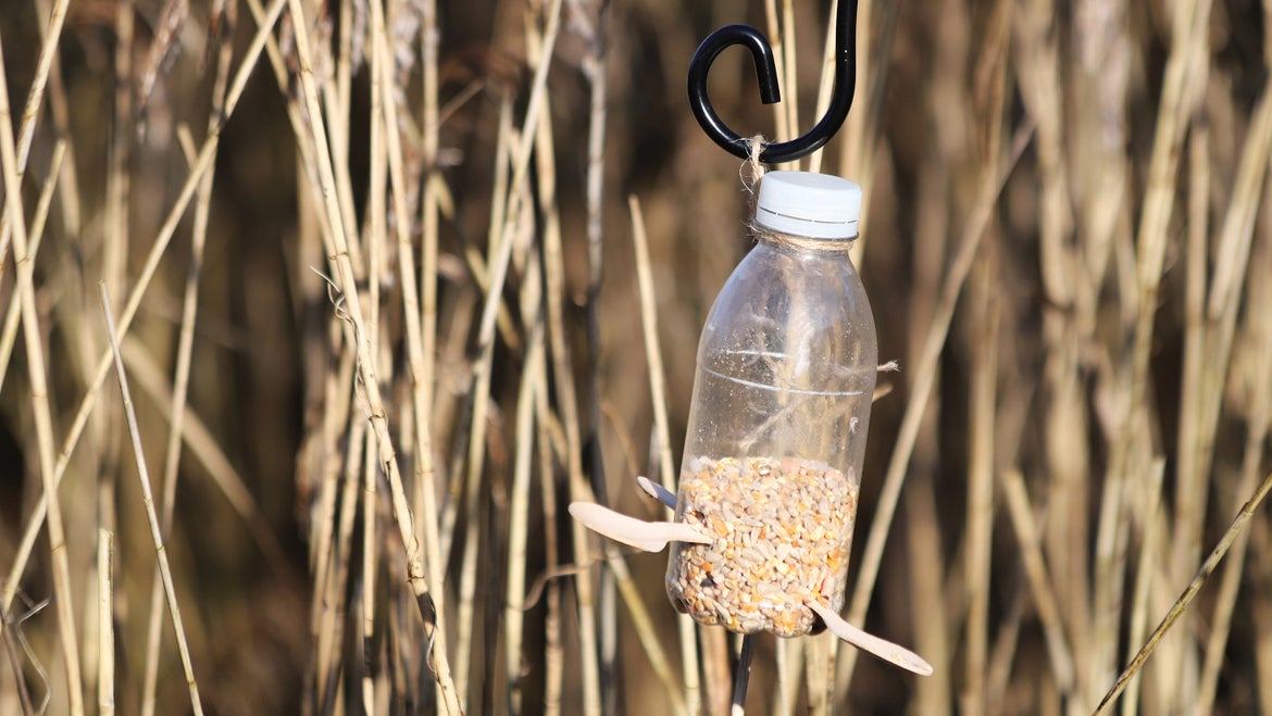 Bird feeder made from a plastic bottle. 