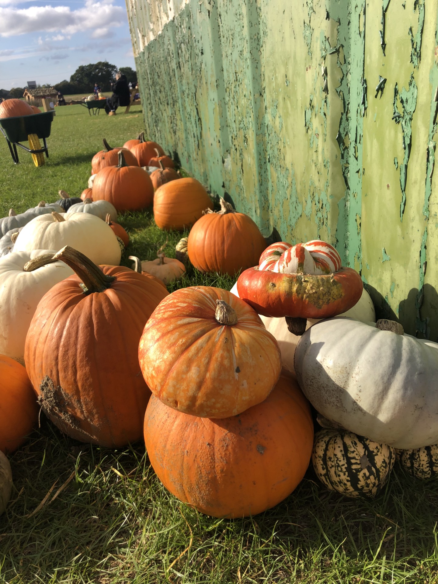 A variety of pumpkins