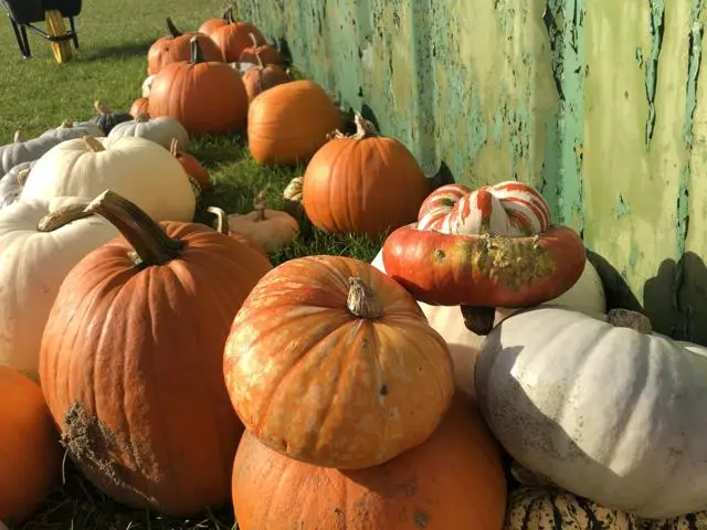 A variety of pumpkins