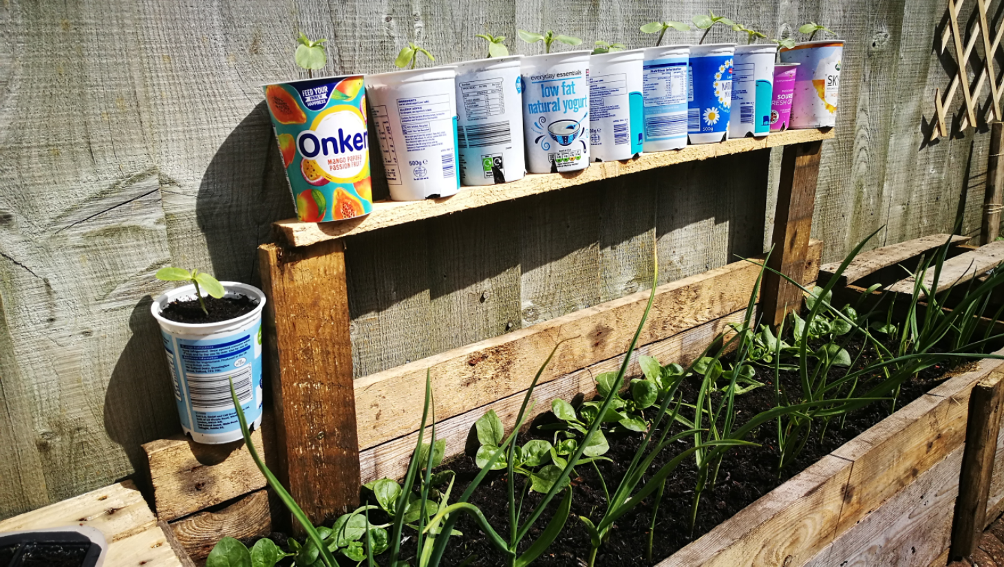Yoghurt pots being re-used in the garden. 
