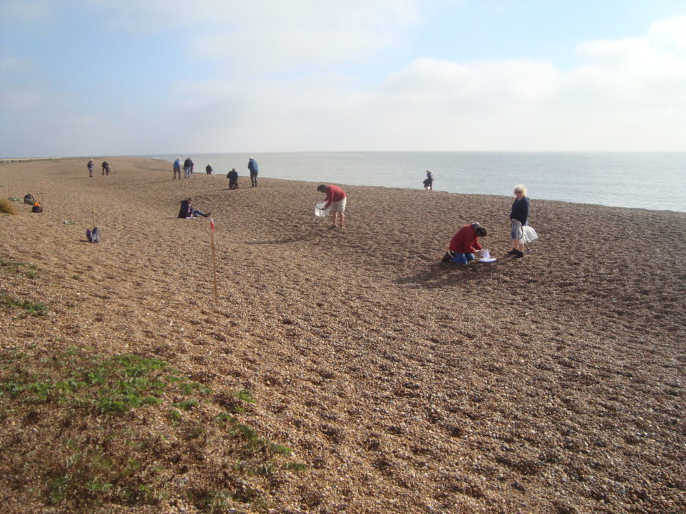 People litter picking on a beach. 